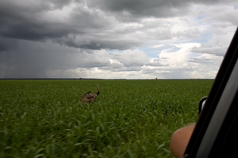 farm visit, Primavera do Leste, Brazil