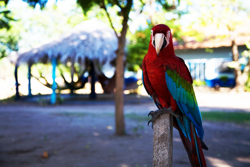 pantanal, brazil