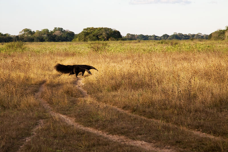 pantanal, brazil