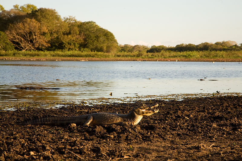 pantanal, brazil