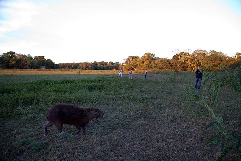 pantanal, brazil