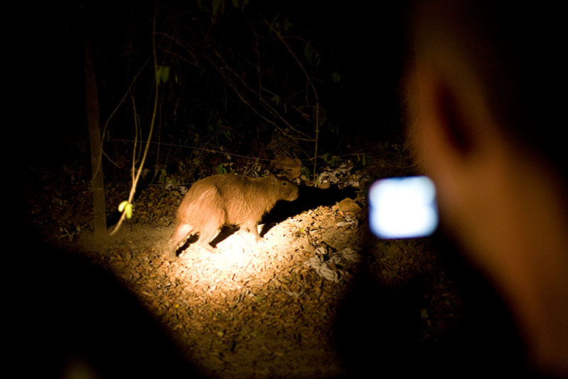 pantanal, brazil