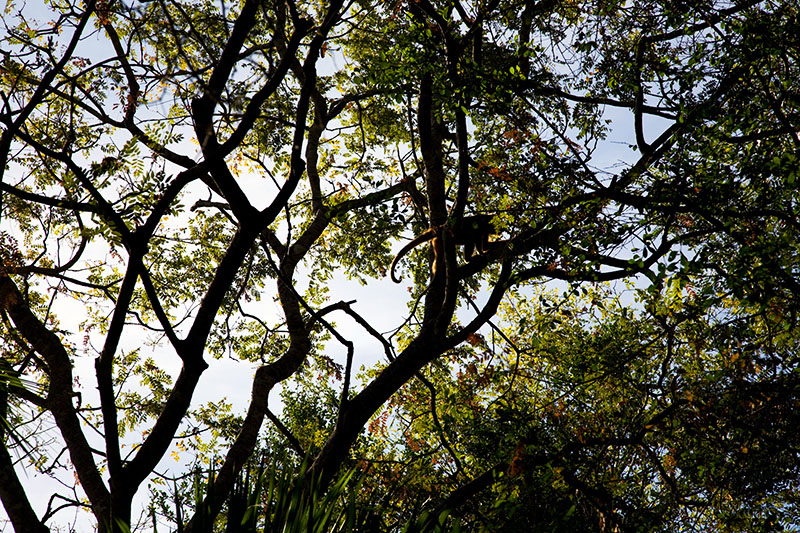 pantanal, brazil