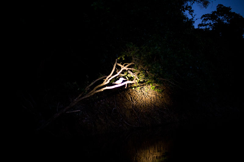 pantanal, brazil