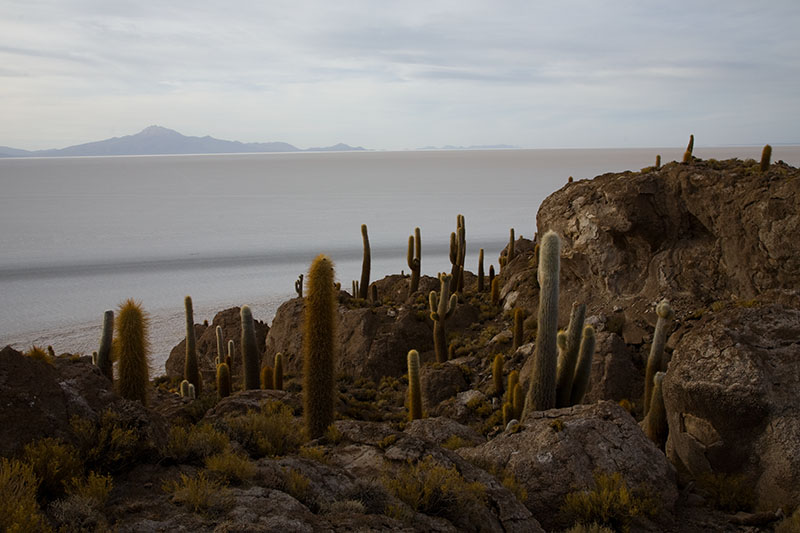 salar de uyuni isla del pescado incahuasi