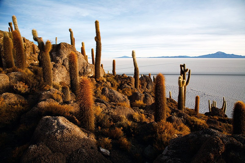 salar de uyuni isla del pescado incahuasi