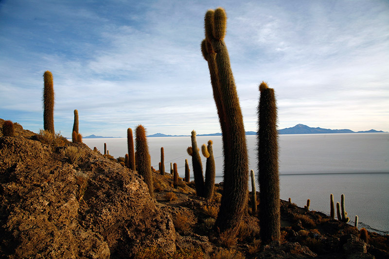 salar de uyuni isla del pescado incahuasi