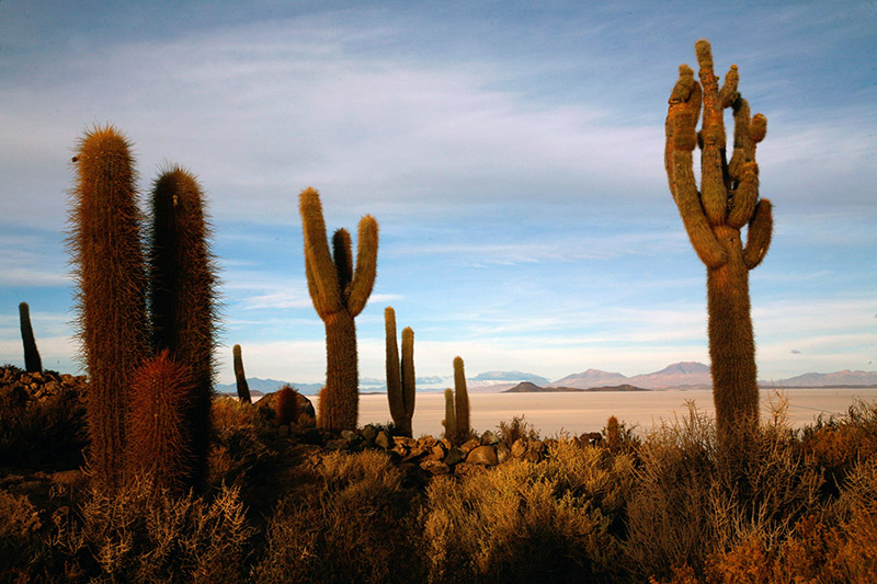 salar de uyuni isla del pescado incahuasi