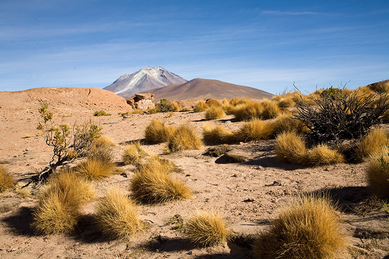 salar de uyuni, laguna hedionda, arbol de piedra, laguna colorada