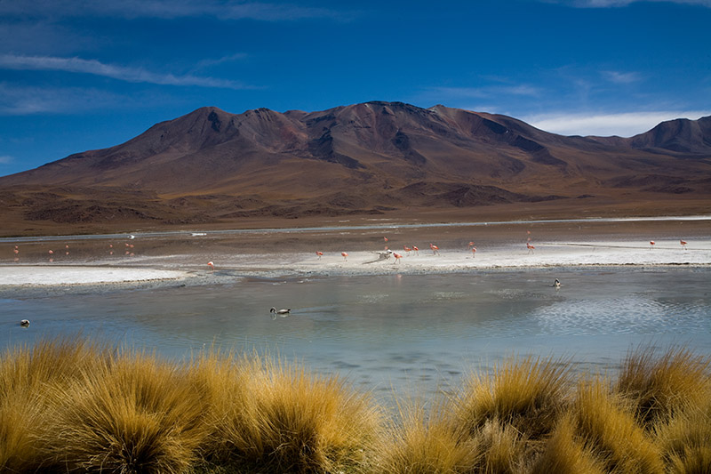 salar de uyuni, laguna hedionda, arbol de piedra, laguna colorada