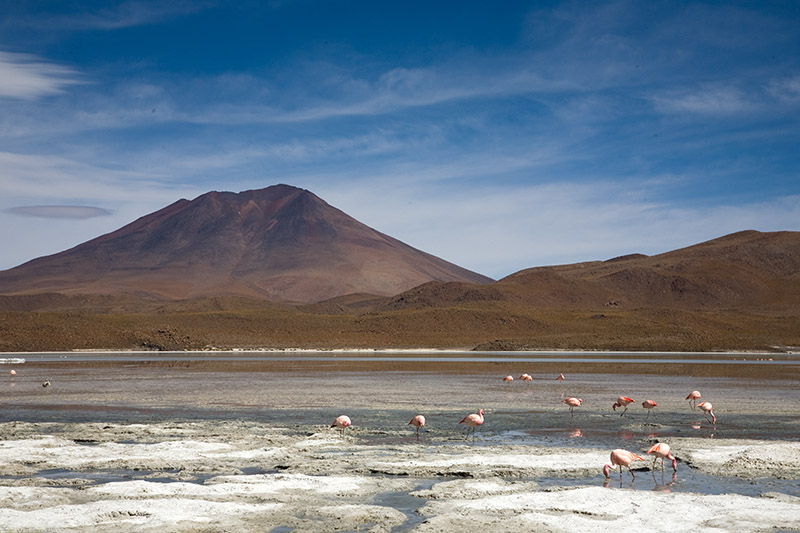 salar de uyuni, laguna hedionda, arbol de piedra, laguna colorada