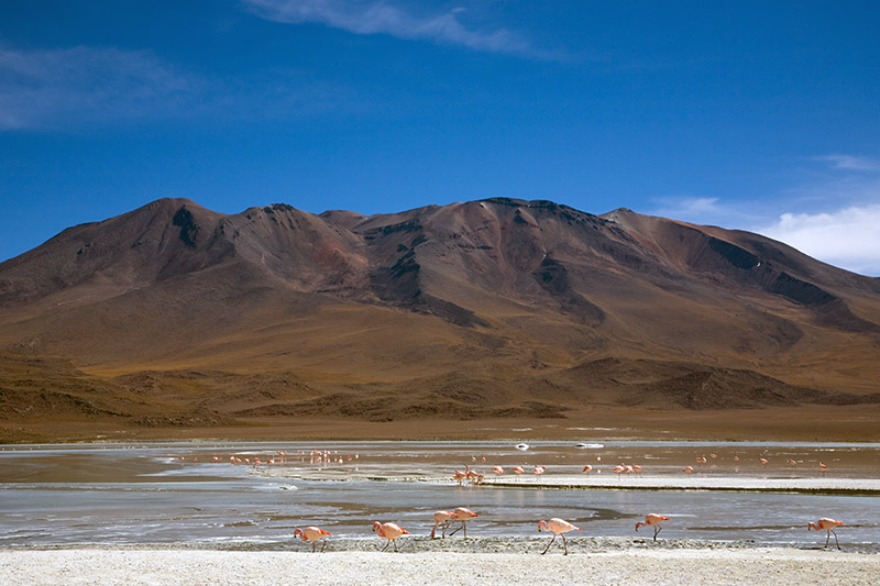 salar de uyuni, laguna hedionda, arbol de piedra, laguna colorada