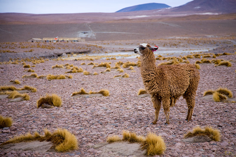 salar de uyuni, laguna hedionda, arbol de piedra, laguna colorada