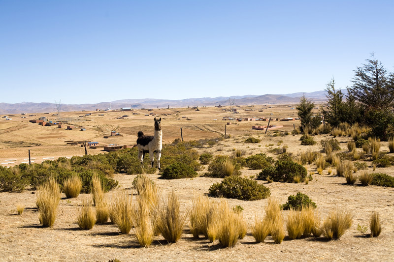 ecofarm, el alto, bolivia