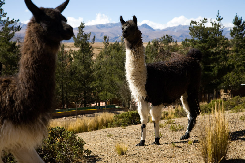 ecofarm, el alto, bolivia