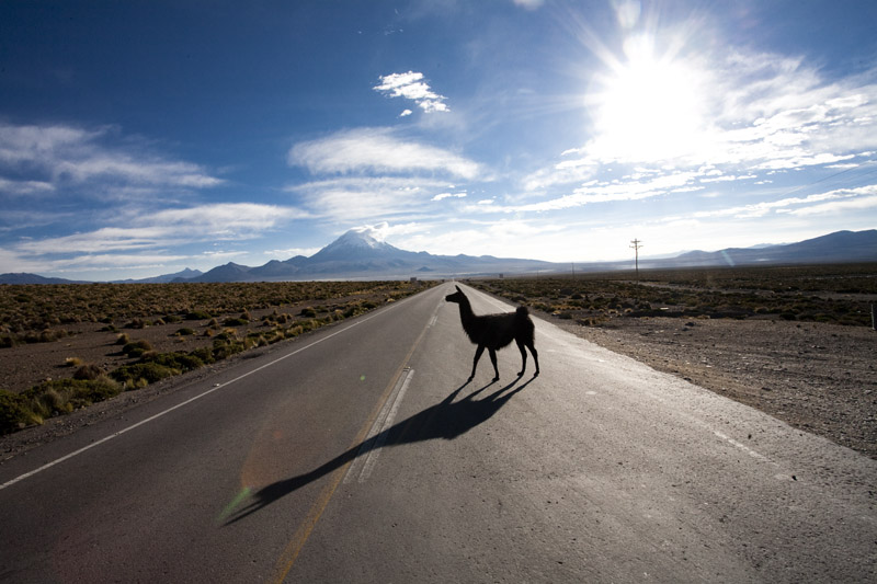 llama, Altiplano, Bolivia